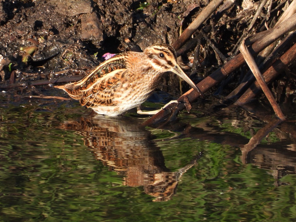 Jack Snipe - ML646310101