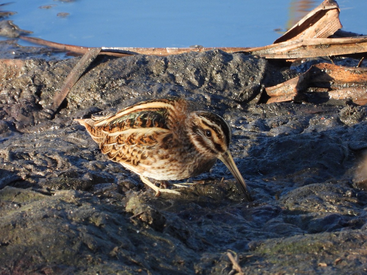 Jack Snipe - ML646310102