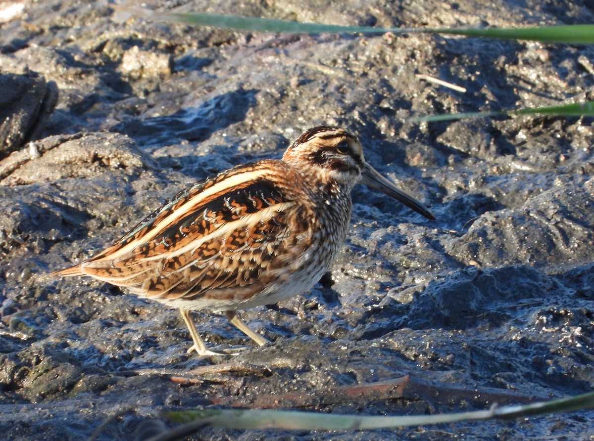 Jack Snipe - ML646310103