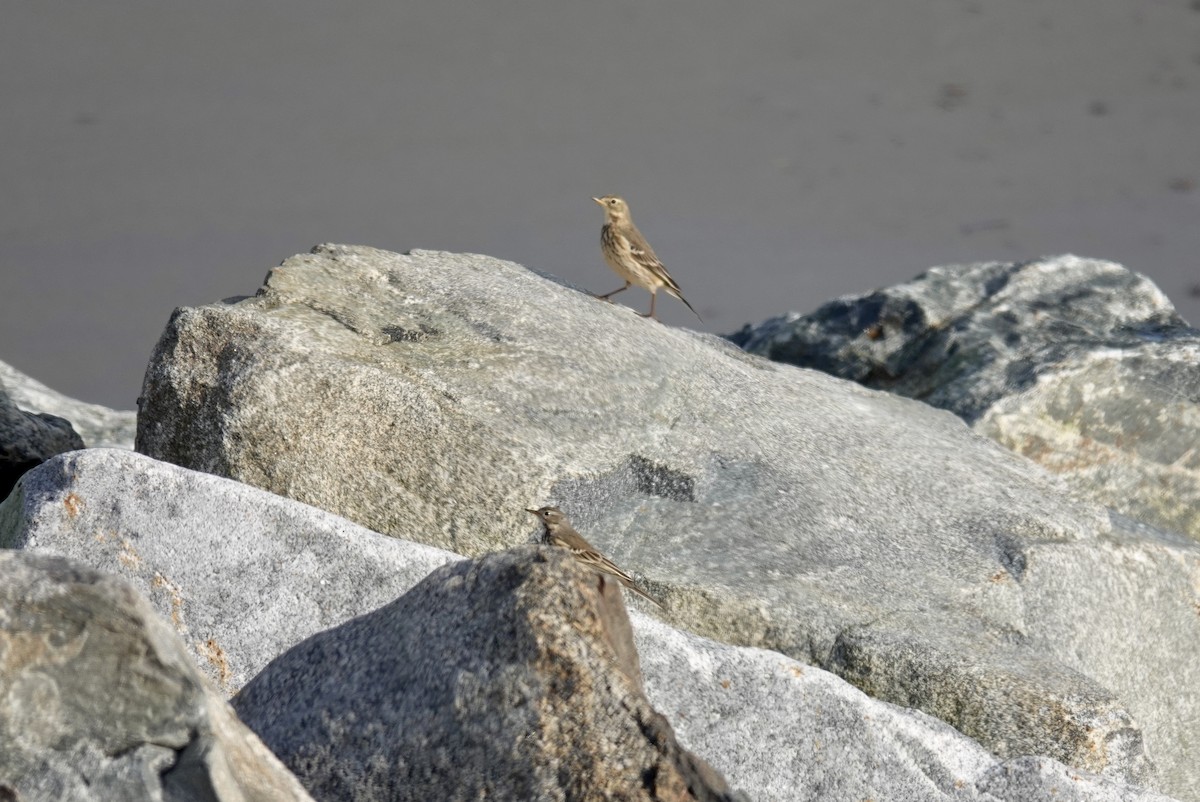 linduška tundrová - ML646310104