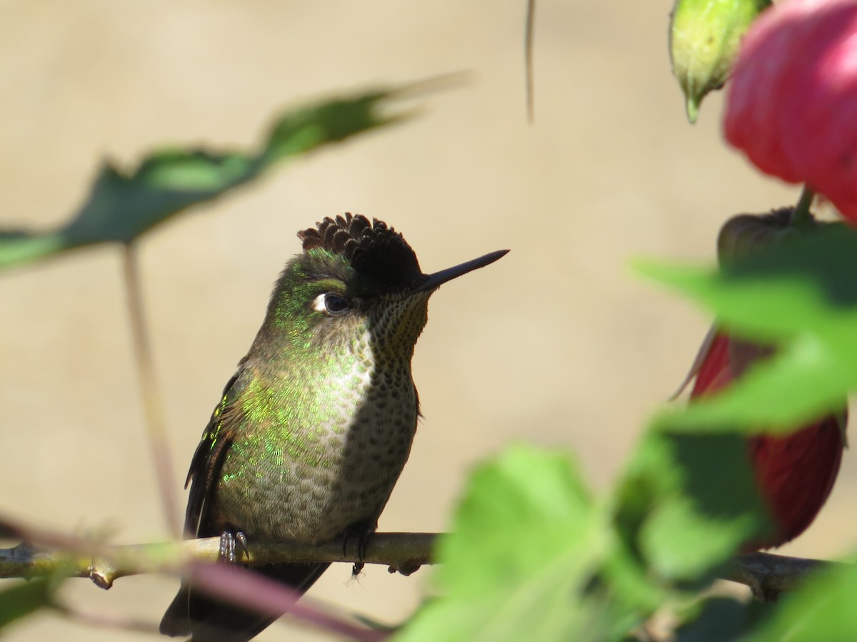 Green-backed Firecrown - ML646310107