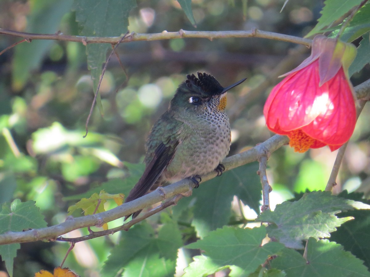 Green-backed Firecrown - ML646310108