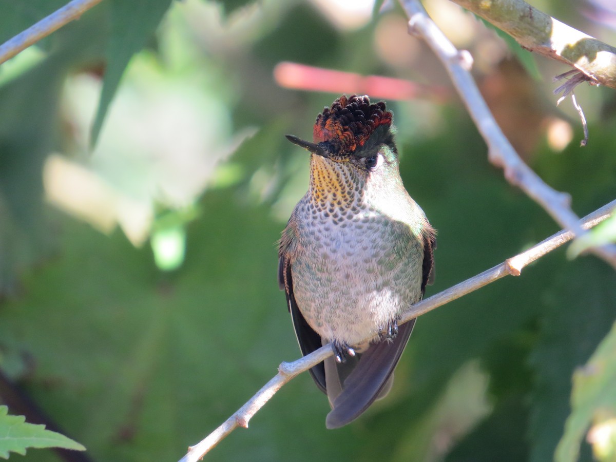 Green-backed Firecrown - ML646310109