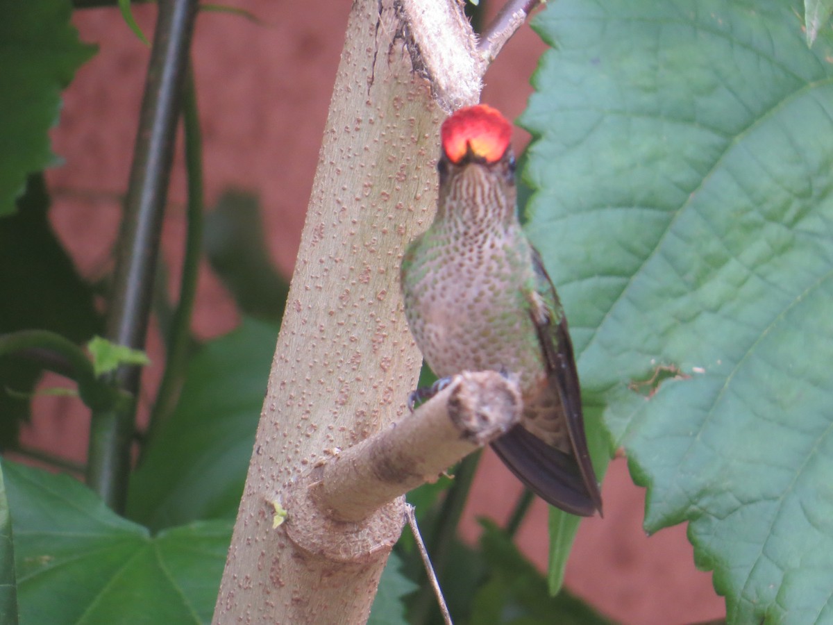 Green-backed Firecrown - ML646310110