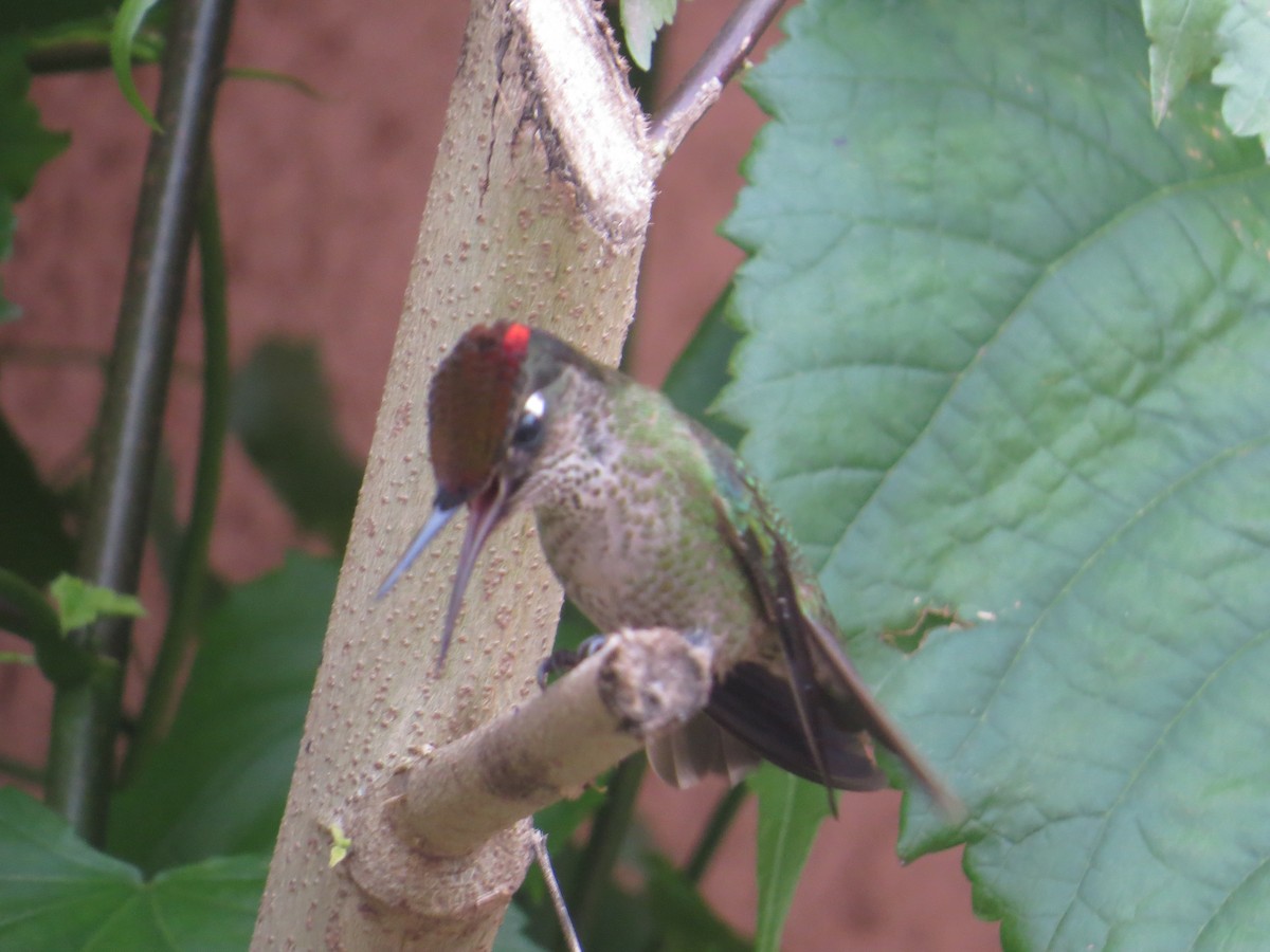 Green-backed Firecrown - ML646310111