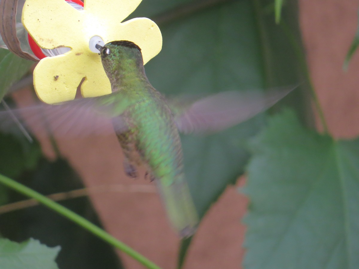 Green-backed Firecrown - ML646310112