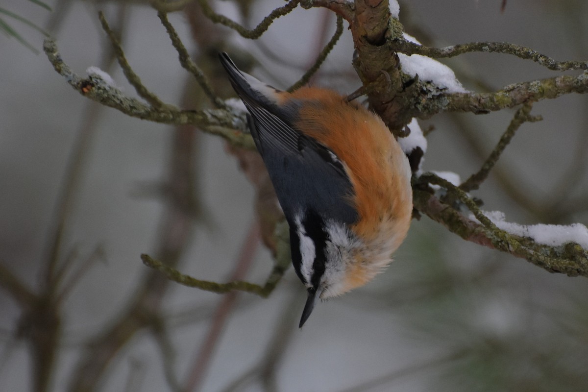Red-breasted Nuthatch - ML646310117