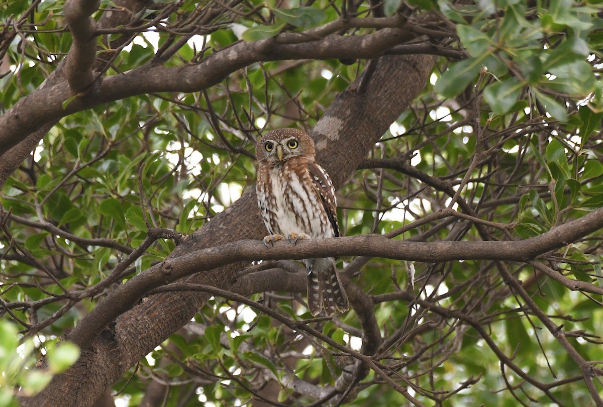 Pearl-spotted Owlet - ML646310118