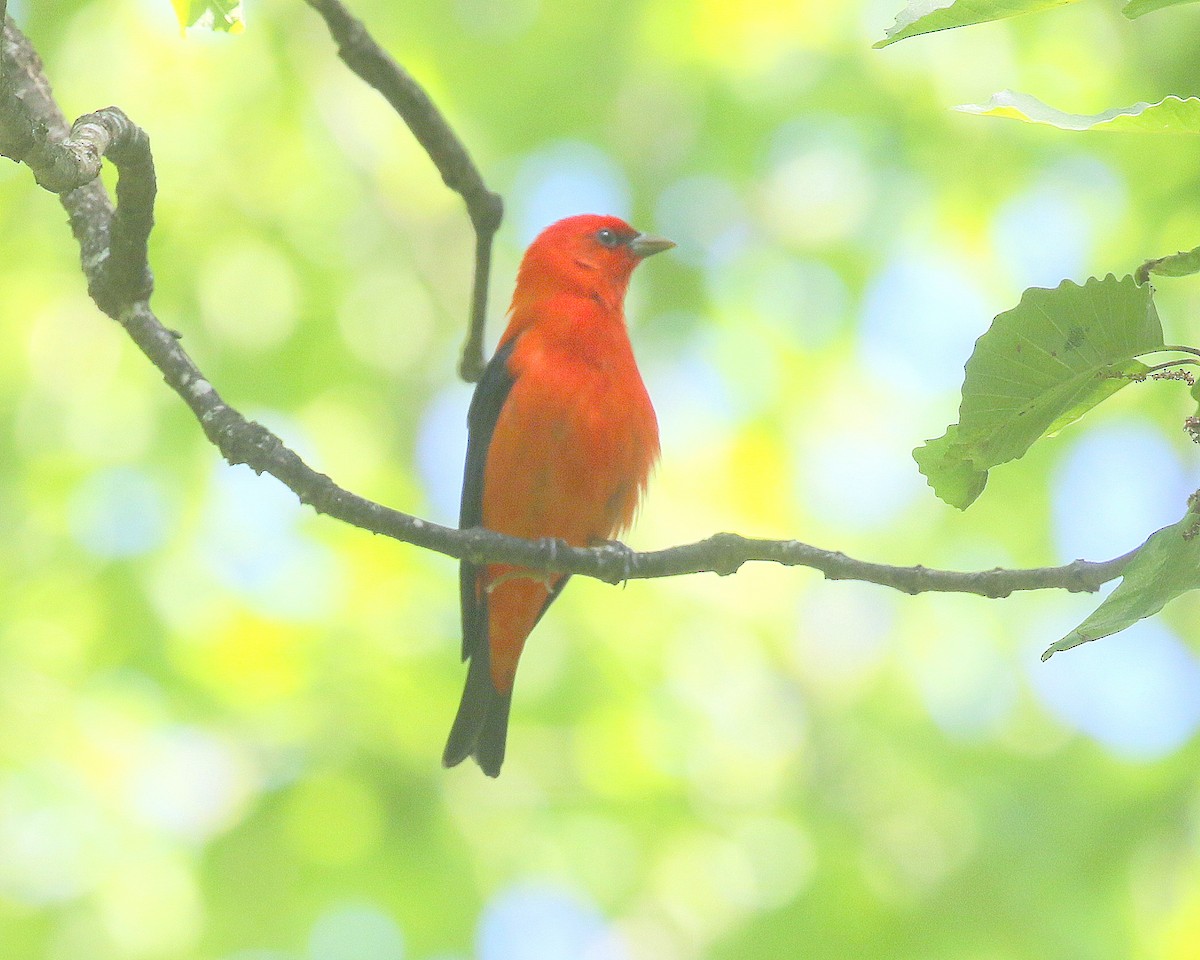 Scarlet Tanager - ML646310119