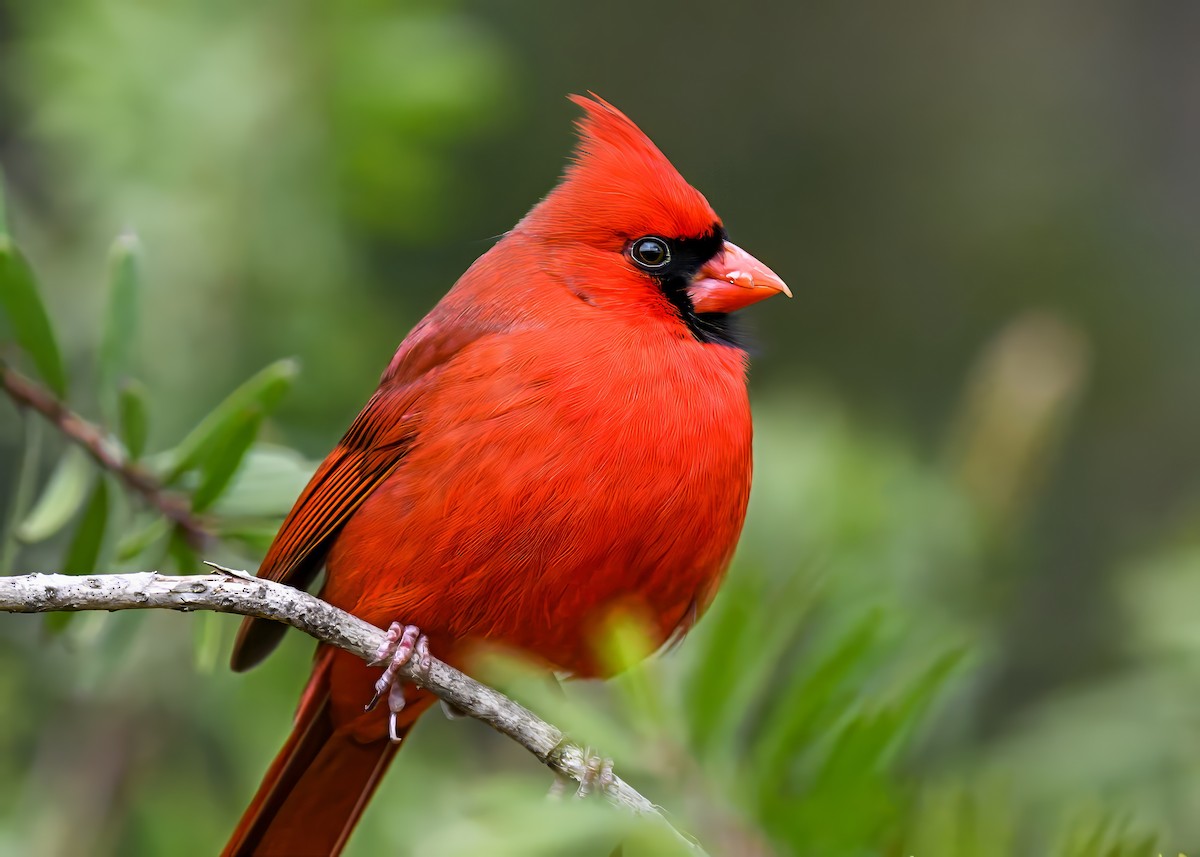 Northern Cardinal - ML646310121