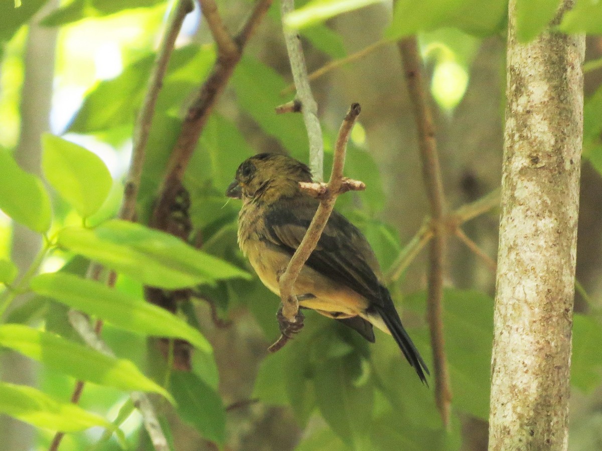 Yellow-crowned Euphonia - ML646310124