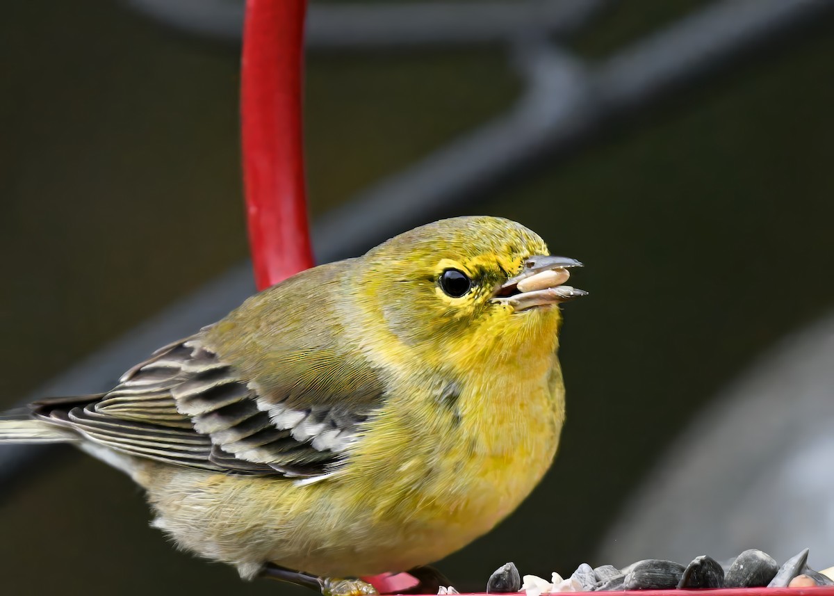 Pine Warbler - ML646310125