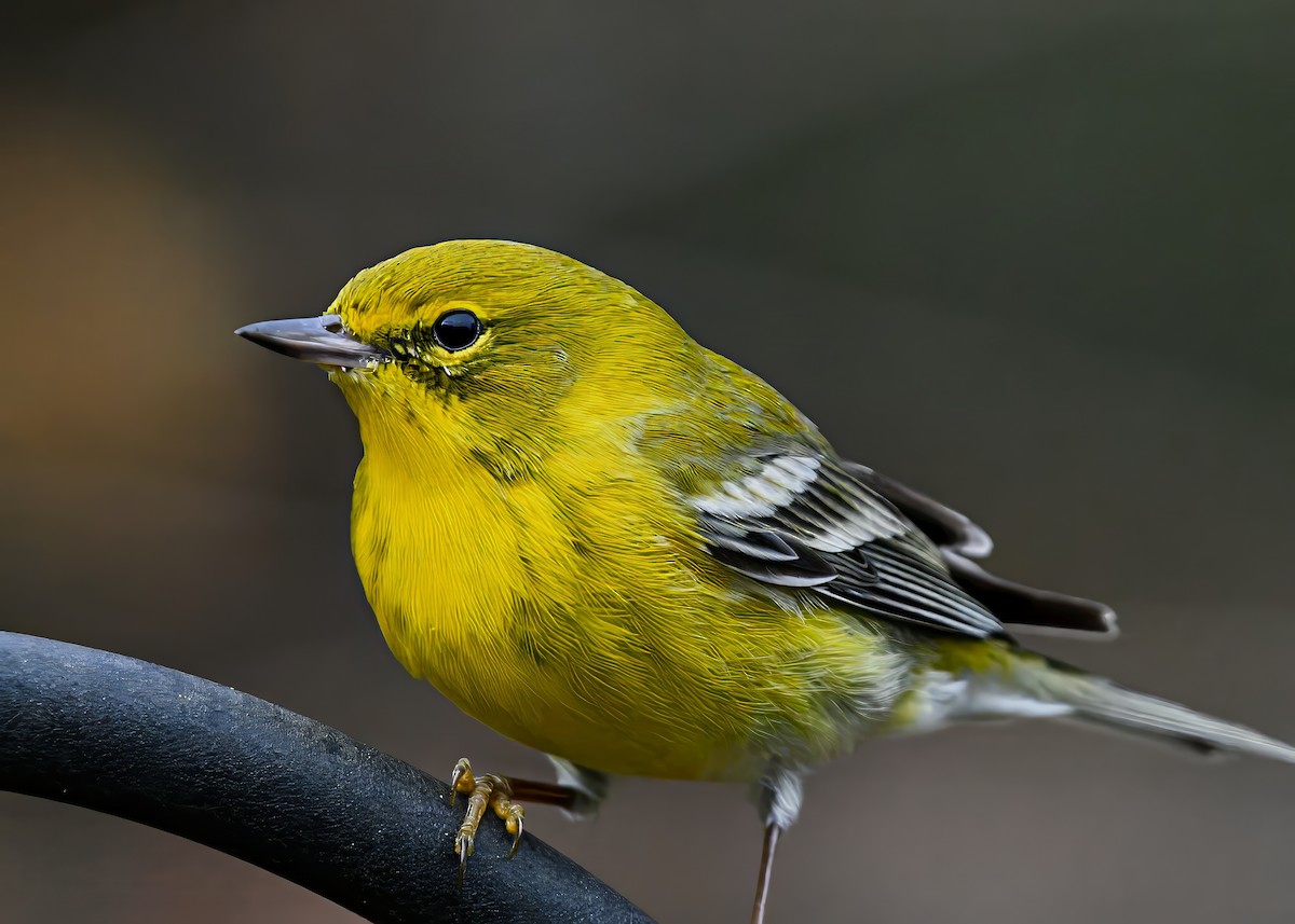Pine Warbler - ML646310126