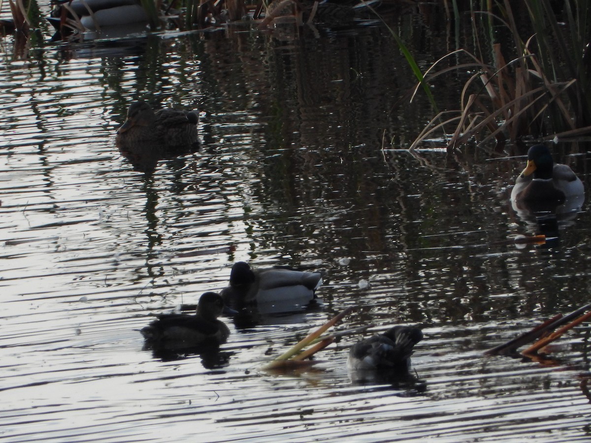 Ring-necked Duck - ML646310127