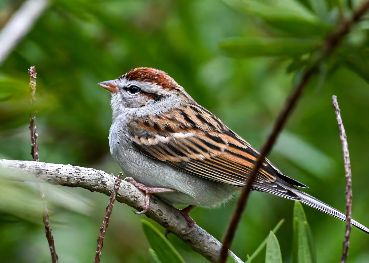 Chipping Sparrow - ML646310128