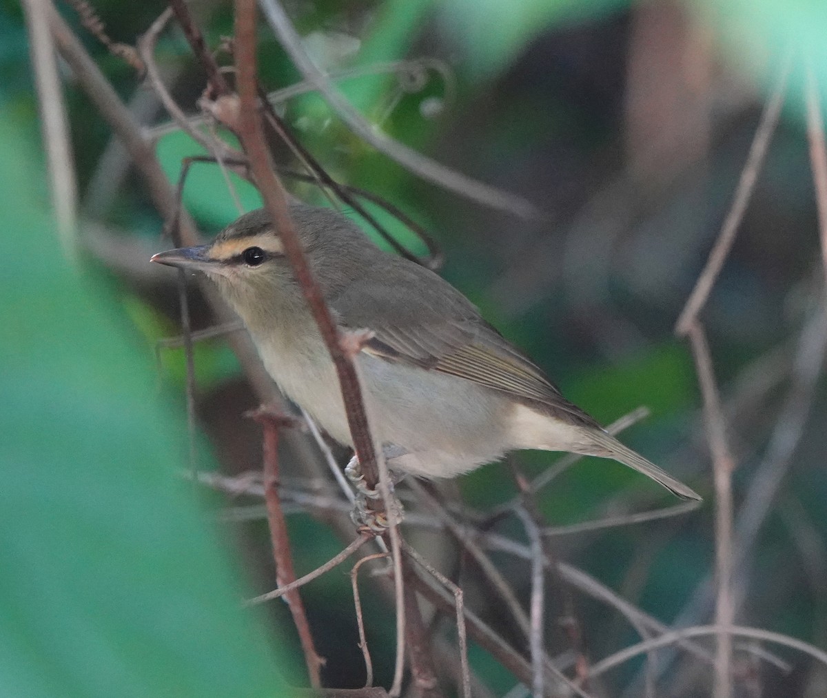 Yucatan Vireo - ML646310129