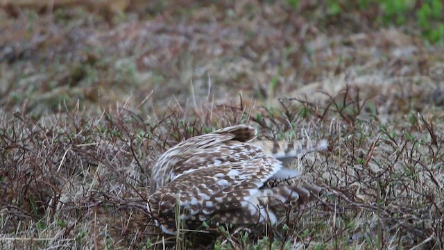 Short-eared Owl - ML646310132