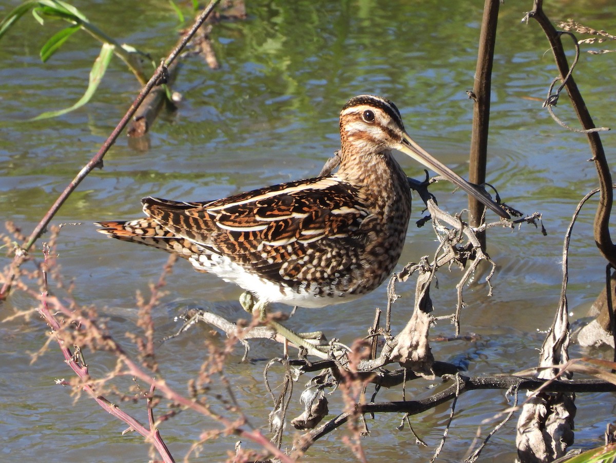 Common Snipe - ML646310133