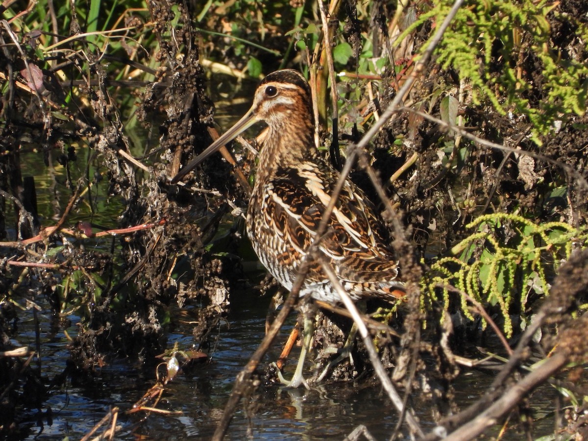 Common Snipe - ML646310134
