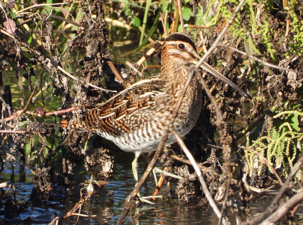 Common Snipe - ML646310135
