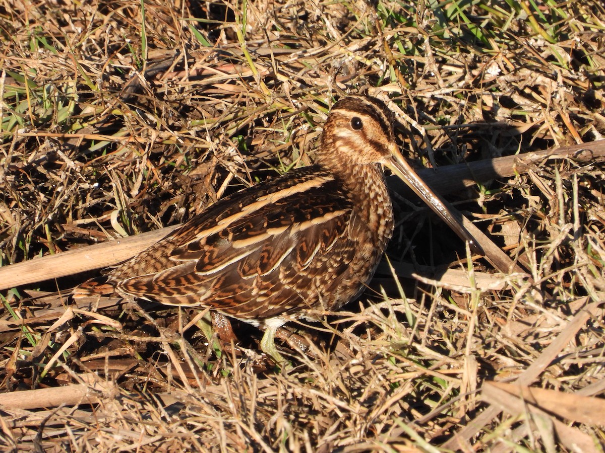 Common Snipe - ML646310136