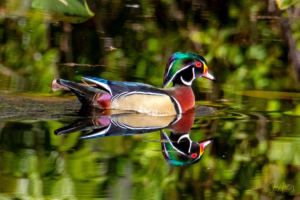 Wood Duck - ML646310137