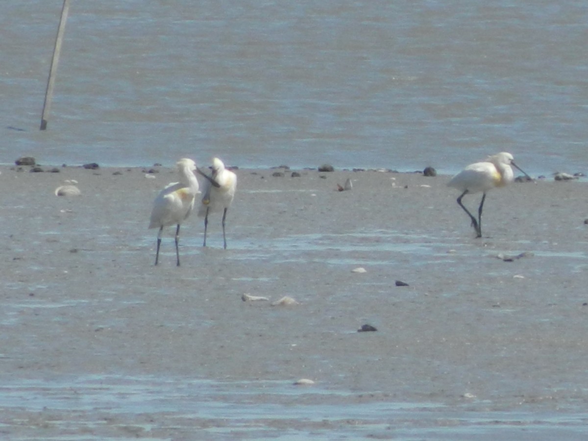 Eurasian Spoonbill - ML646310138