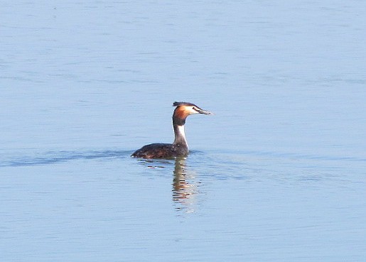 Great Crested Grebe - ML646310139
