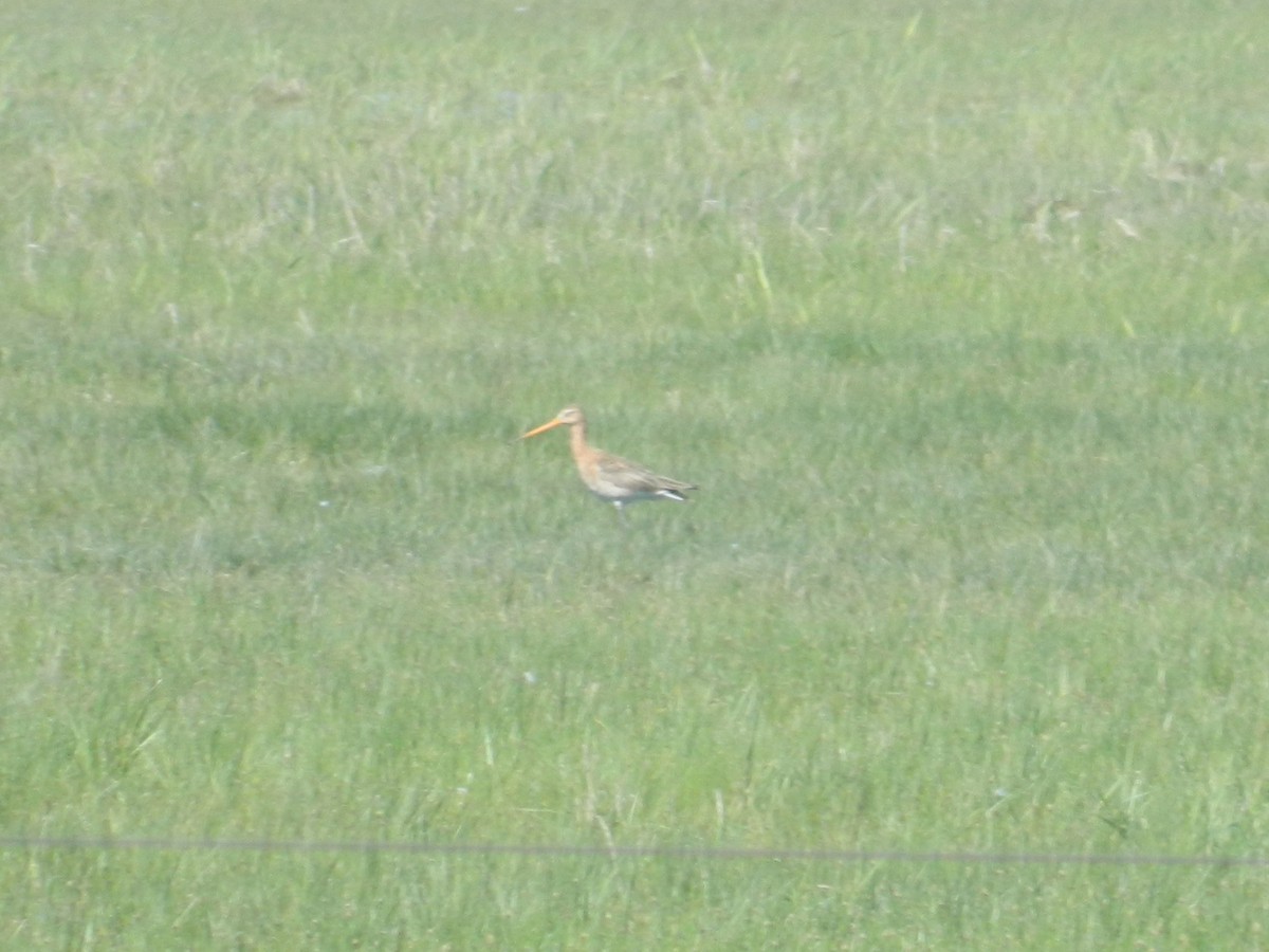 Black-tailed Godwit - ML646310141
