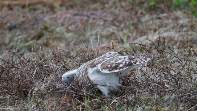 Short-eared Owl - ML646310142