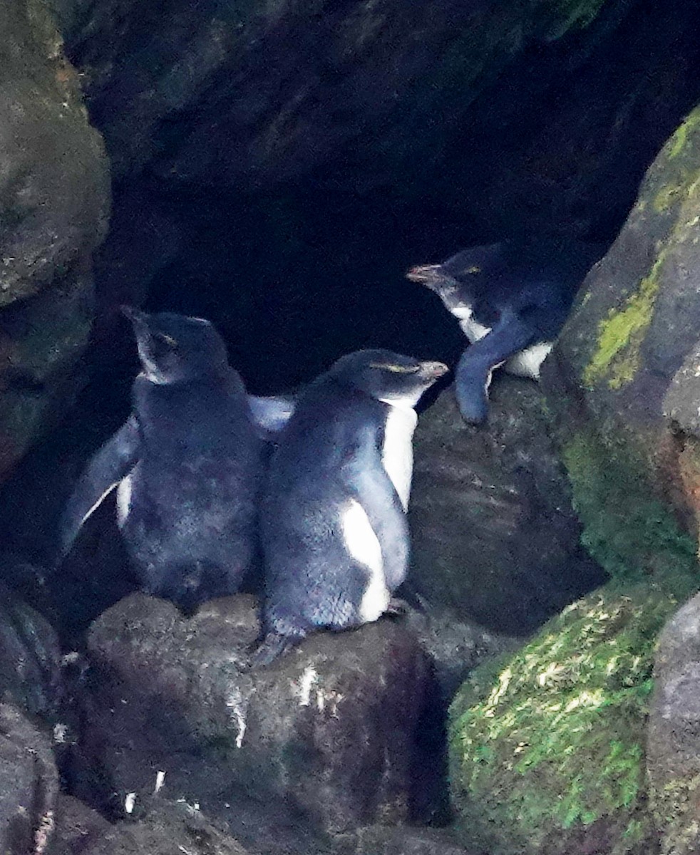 Fiordland Penguin - ML646310144