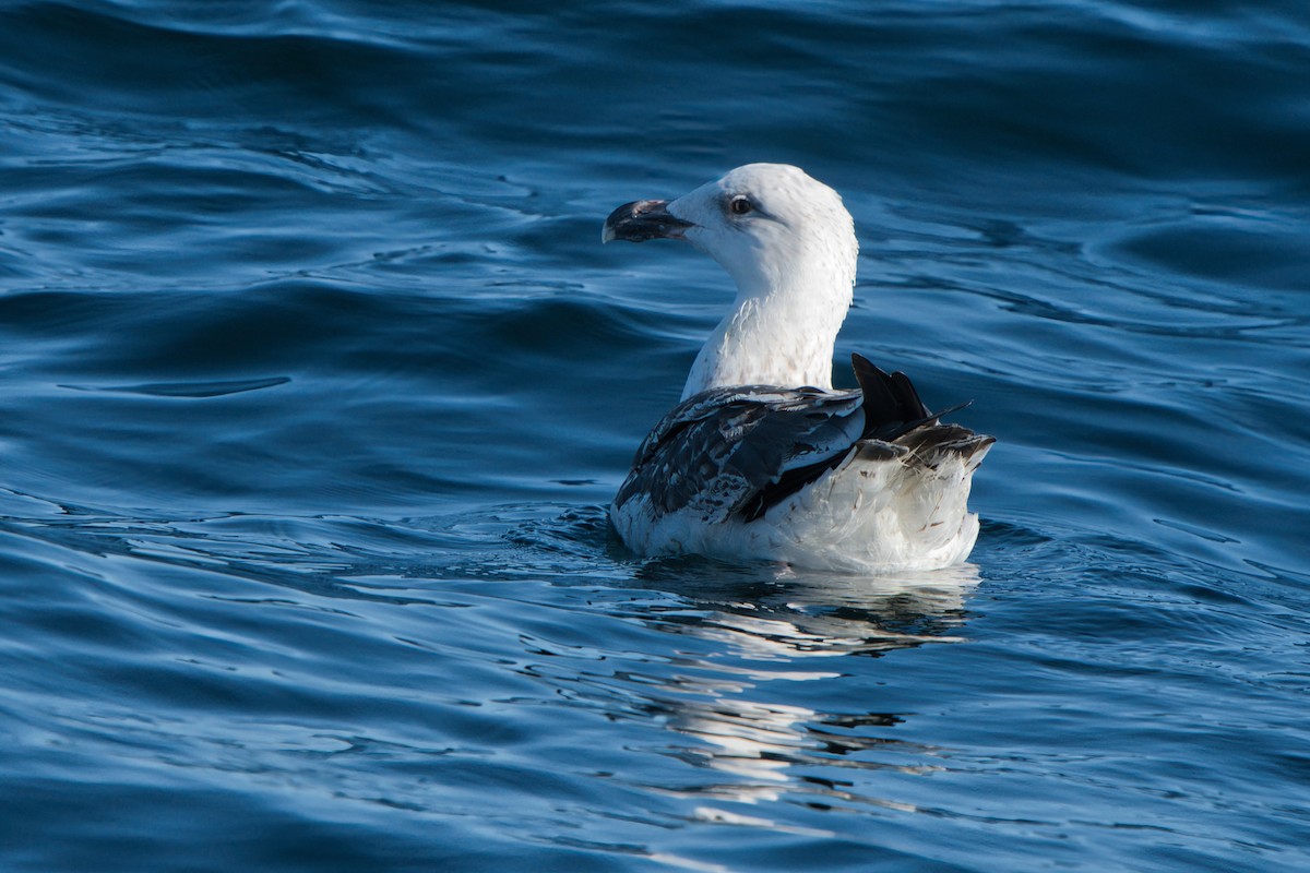 Great Black-backed Gull - ML646310145
