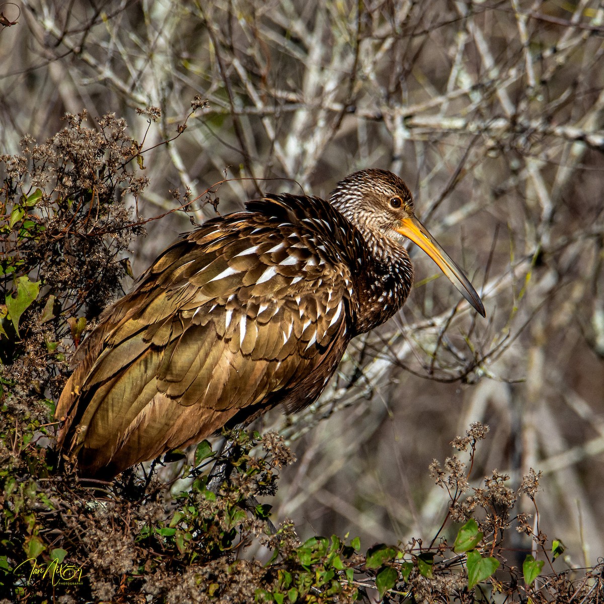 Limpkin - ML646310146