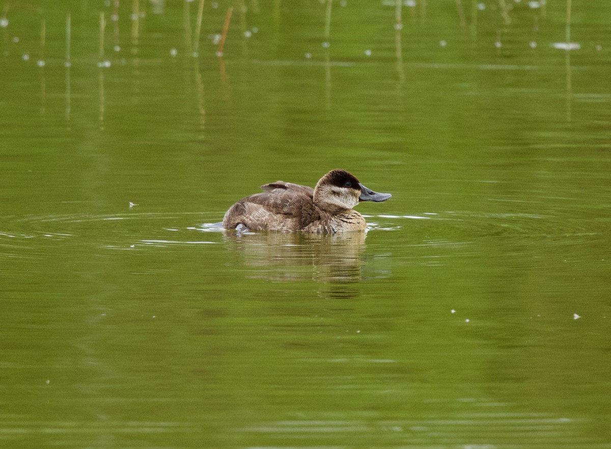 Ruddy Duck - ML646310147