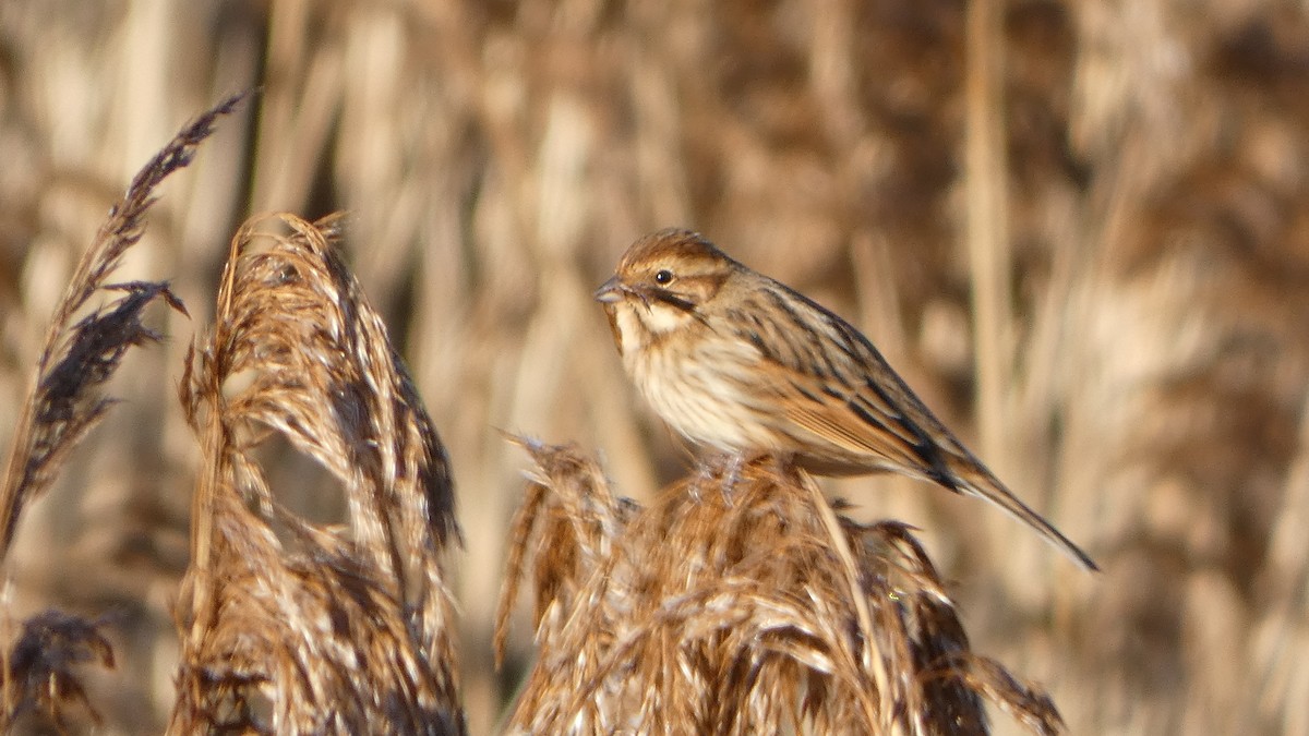 Reed Bunting - ML646310148