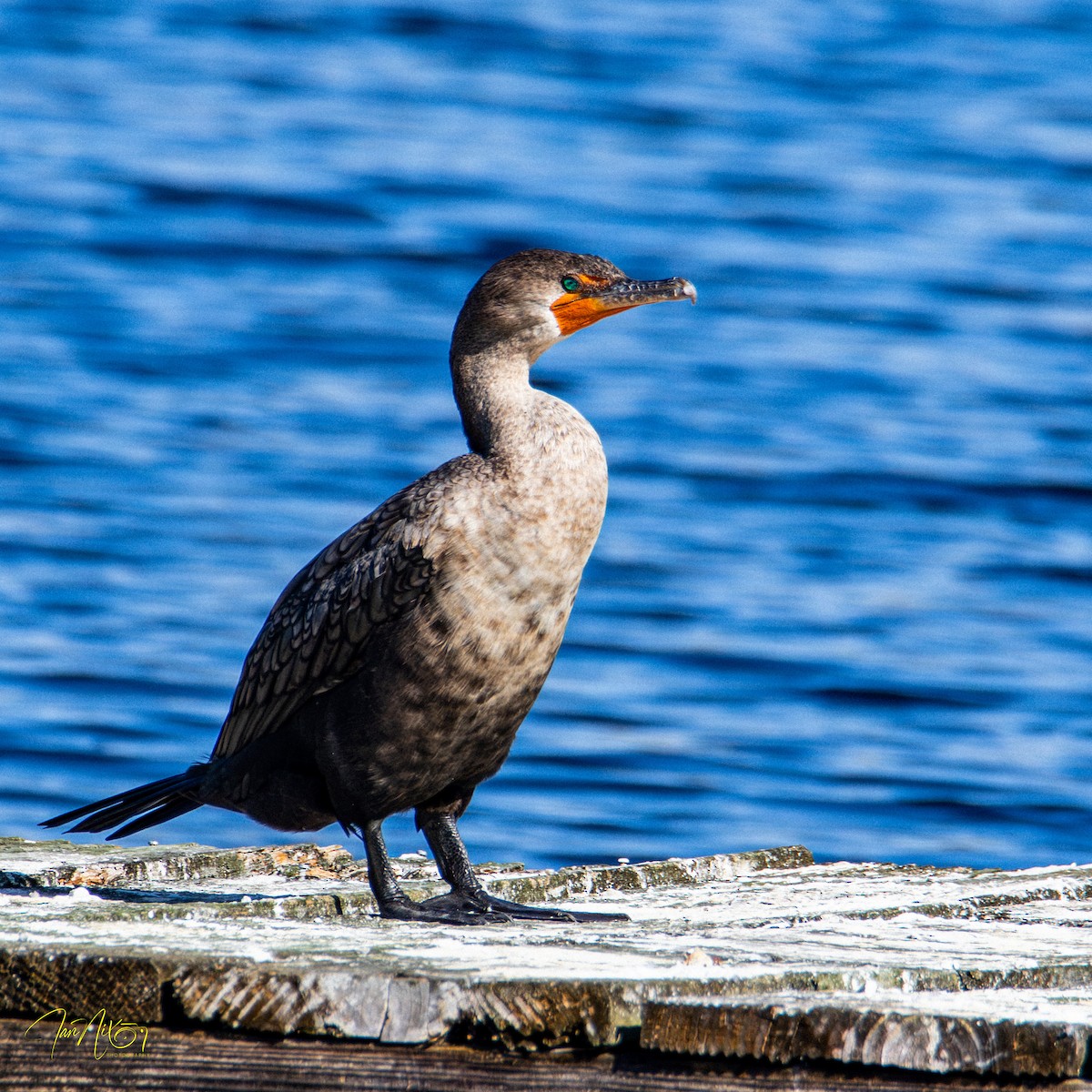 Double-crested Cormorant - ML646310149