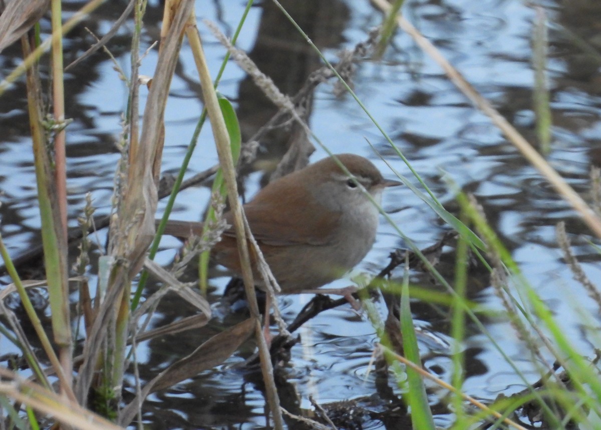 Cetti's Warbler - ML646310150