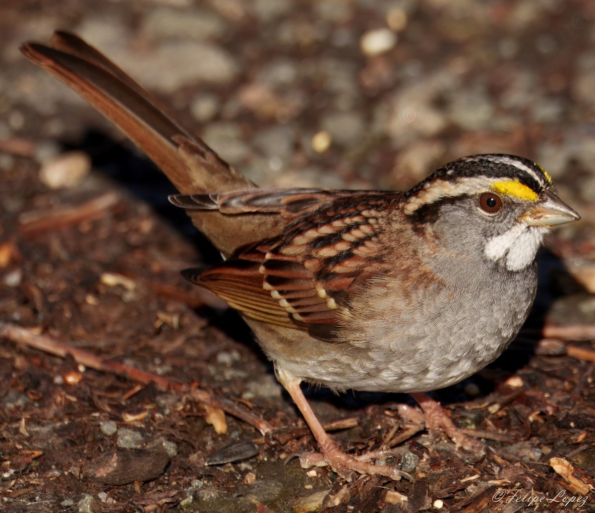 White-throated Sparrow - ML646310152