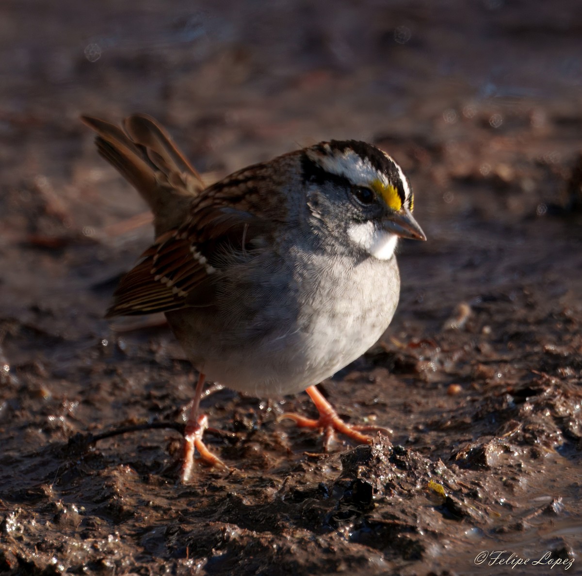 White-throated Sparrow - ML646310153