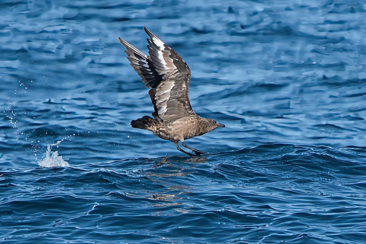Great Skua - ML646310161