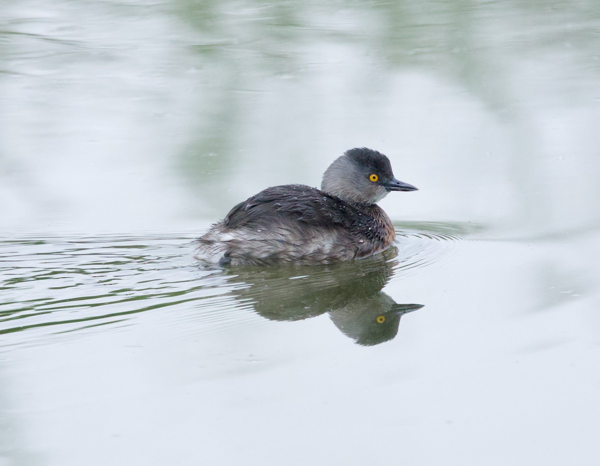 Least Grebe - ML646310163