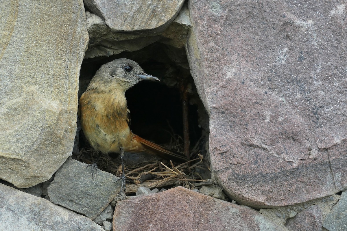 White-winged Black-Tyrant - ML646310168