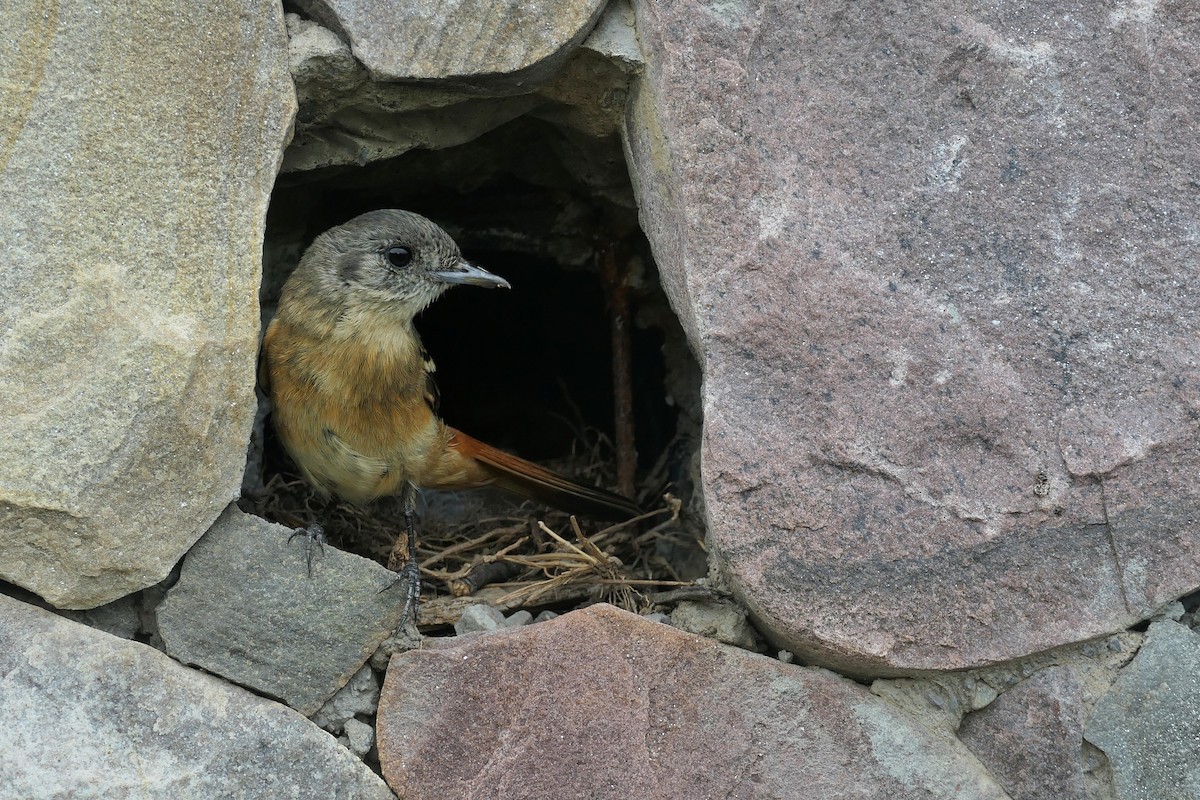 White-winged Black-Tyrant - ML646310169