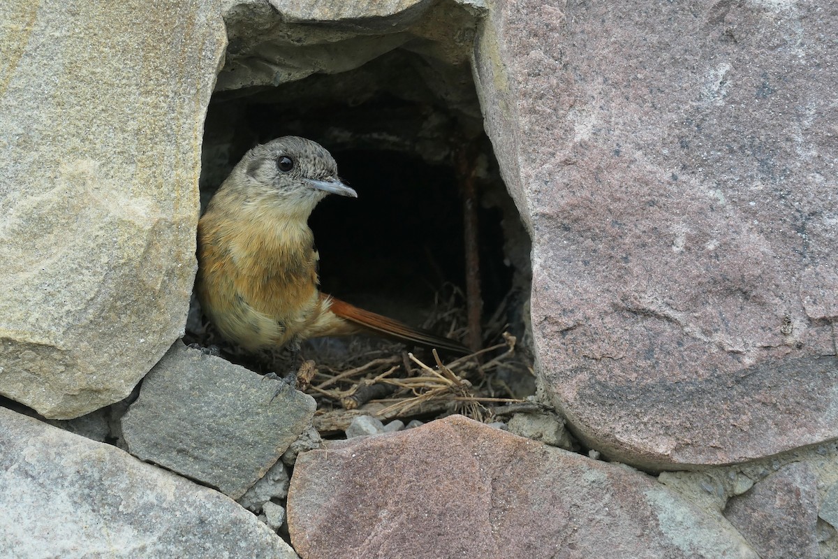 White-winged Black-Tyrant - ML646310170