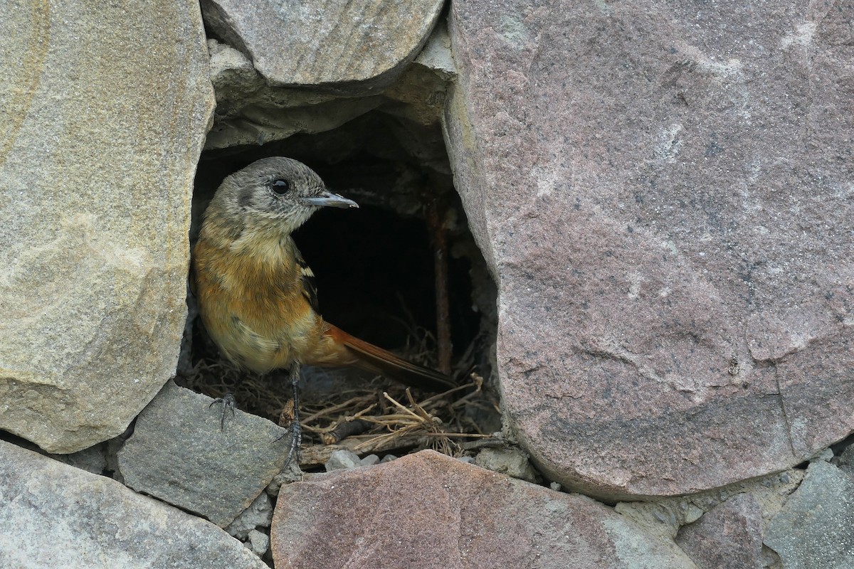 White-winged Black-Tyrant - ML646310172