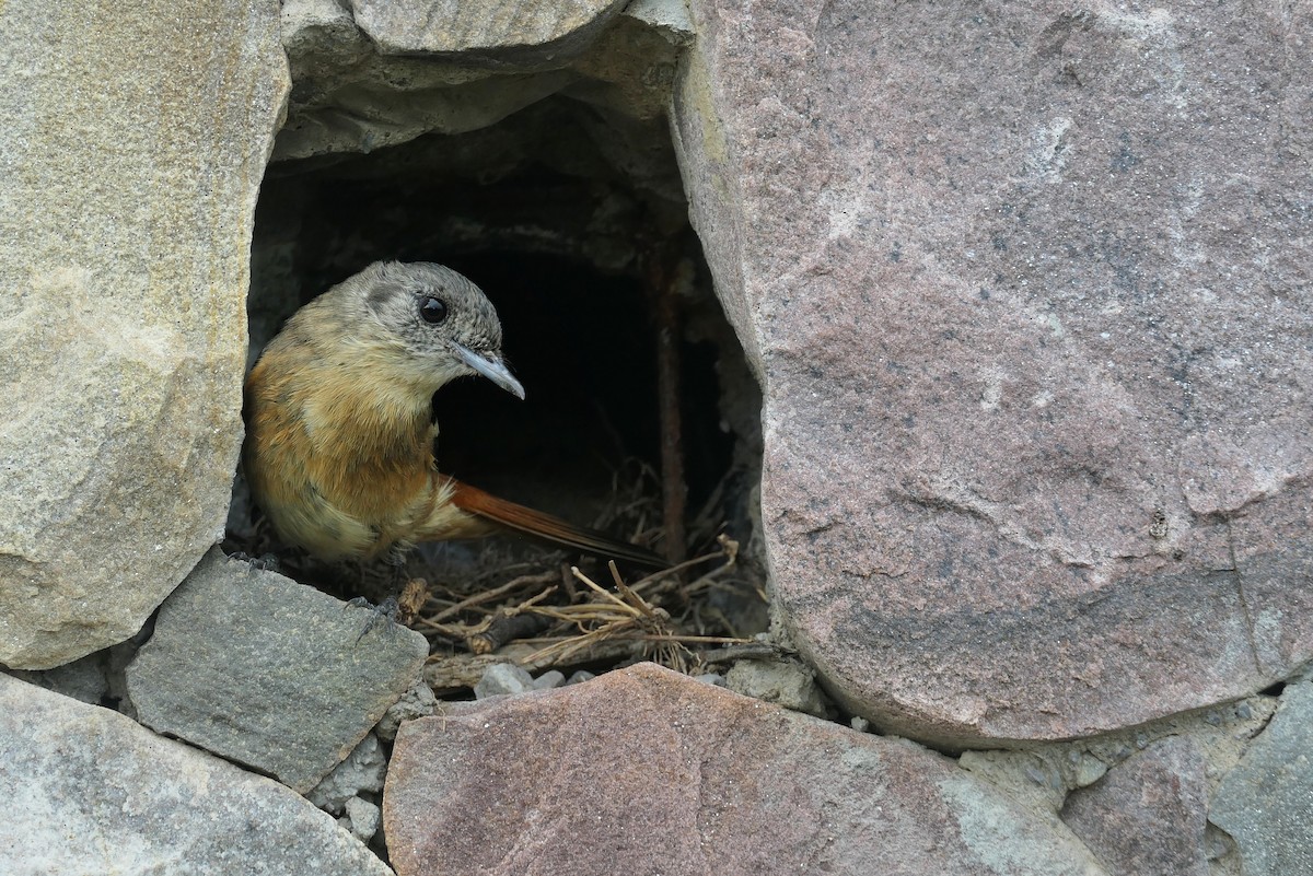 White-winged Black-Tyrant - ML646310174