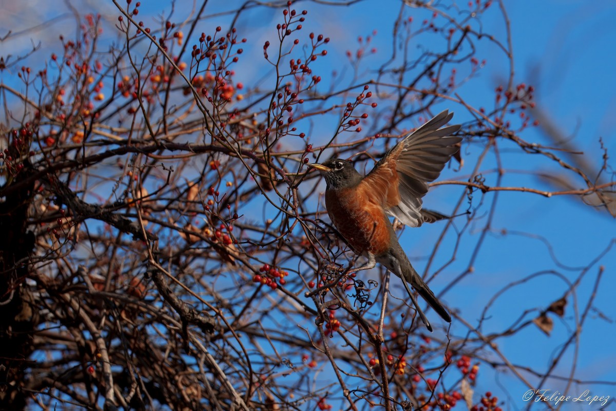 American Robin - ML646310180