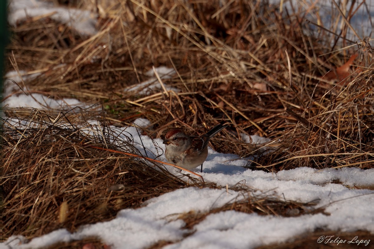 American Tree Sparrow - ML646310188