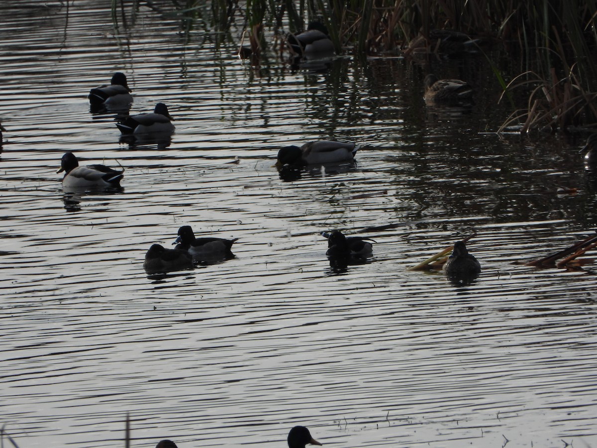 Ring-necked Duck - ML646310189