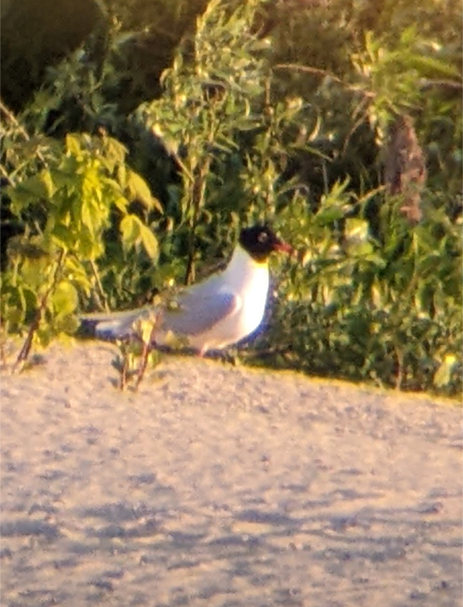 Mediterranean Gull - ML646310190